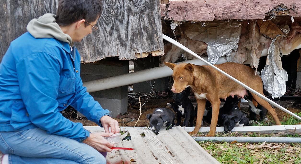 A woman with a dog and her puppies.